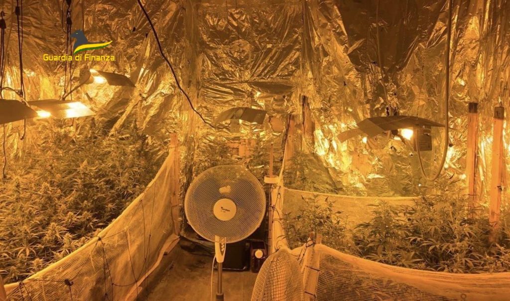 sequestrata piantagione droga