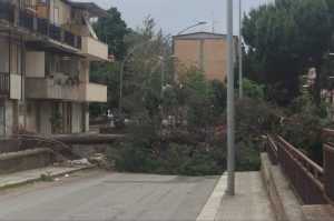Caduta albero Archi Cep