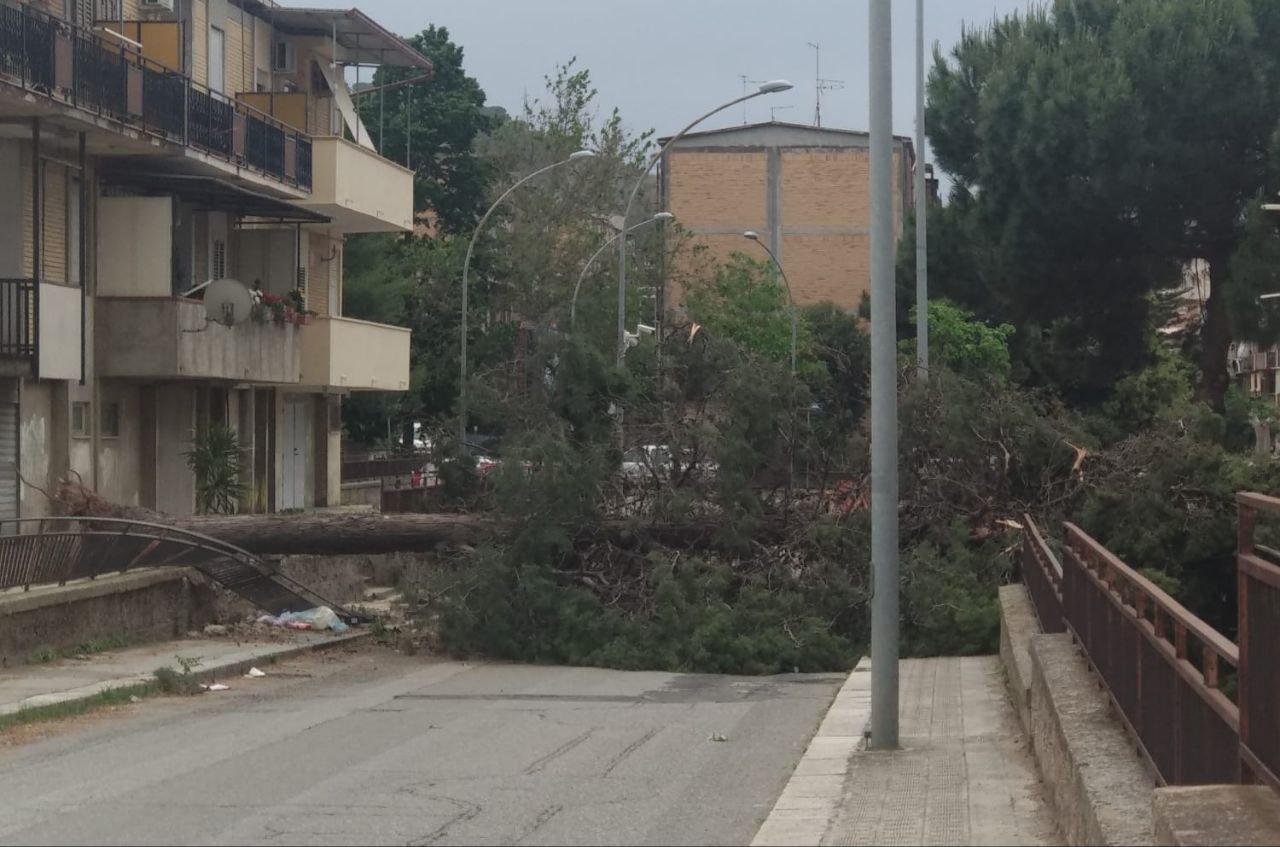 Caduta albero Archi Cep