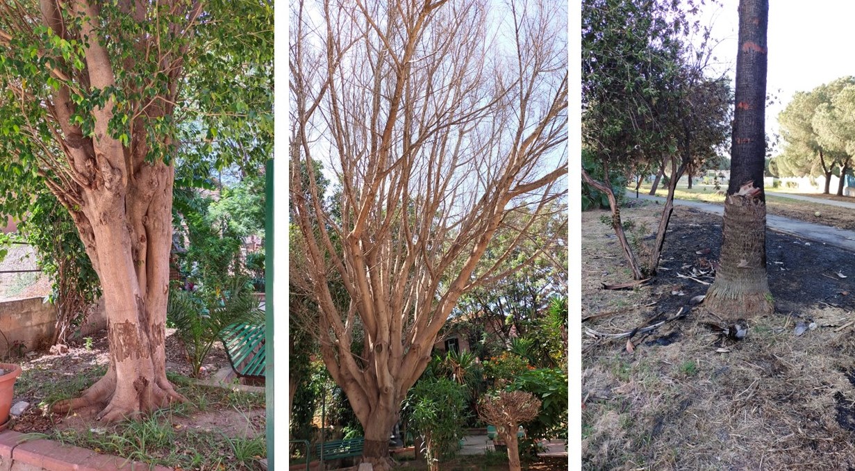 alberi
