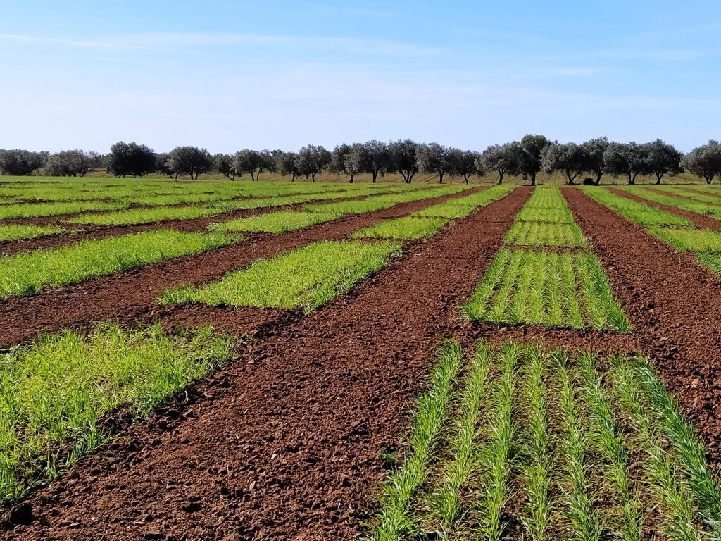 campi granicoltura