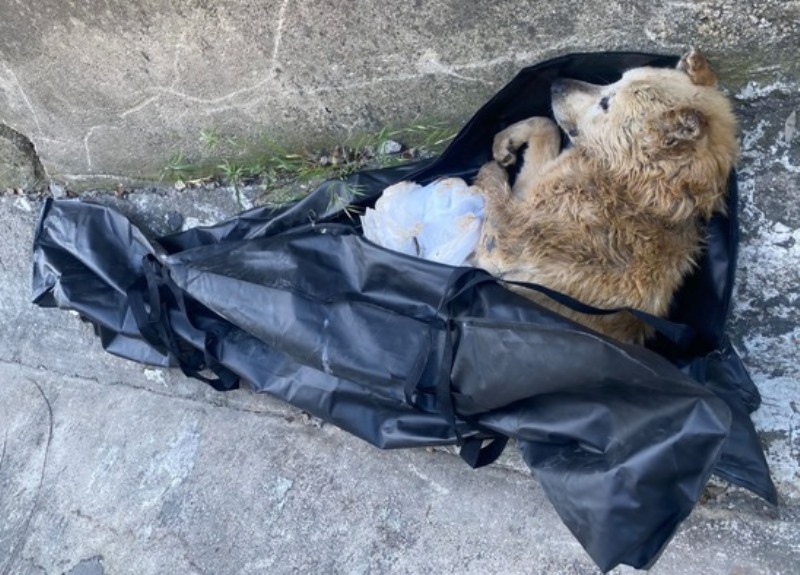 Incredibile in Sicilia: cane abbandonato dentro la custodia di un abito ...