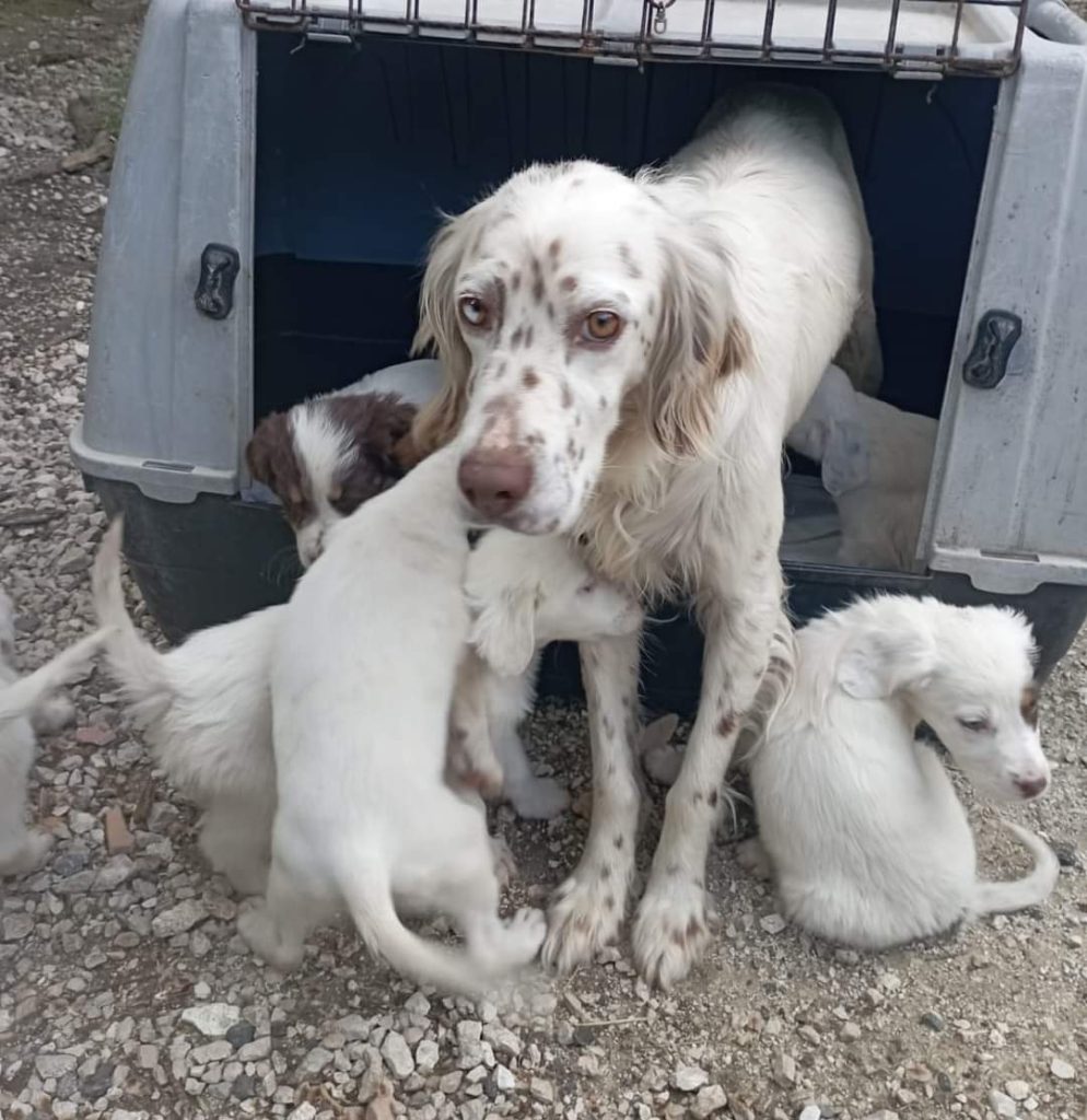 cani abbandonati