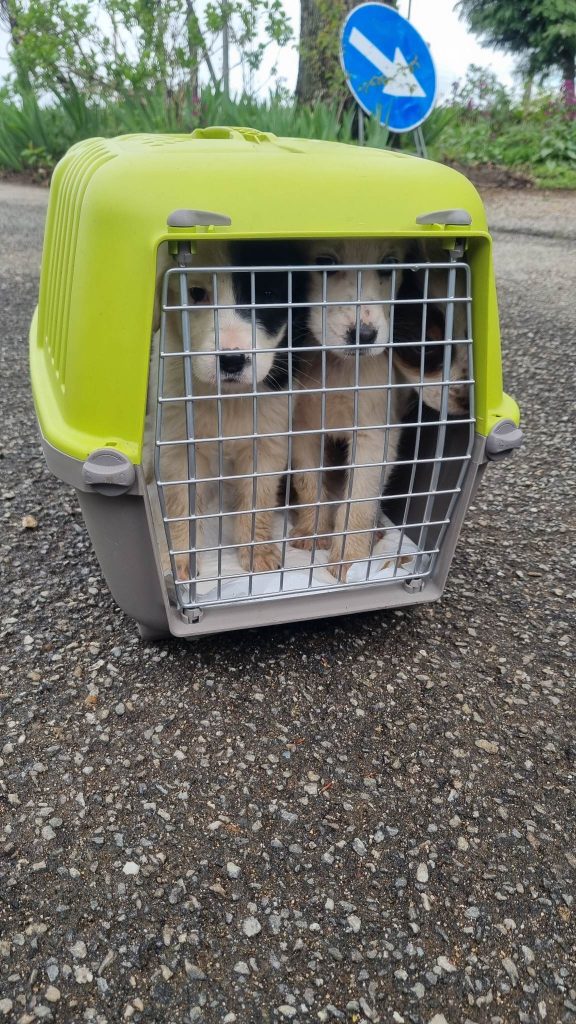 cani abbandonati