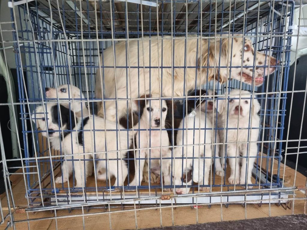 cuccioli abbandonati