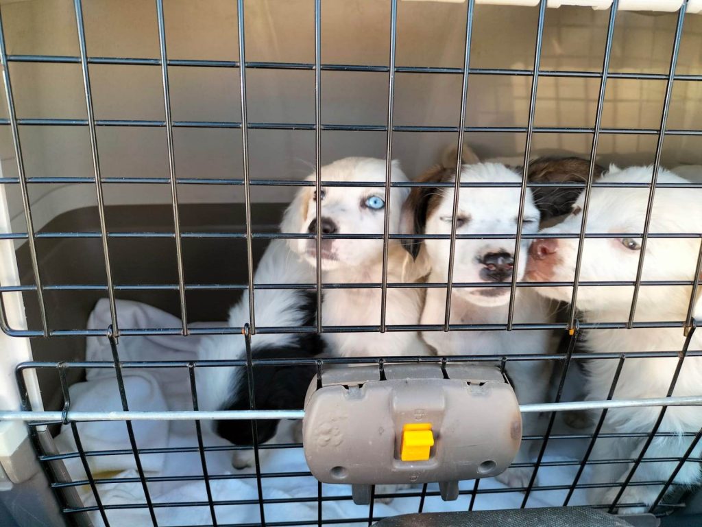 cuccioli abbandonati