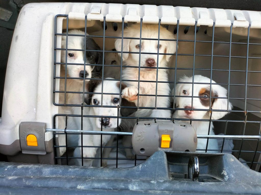 cuccioli abbandonati