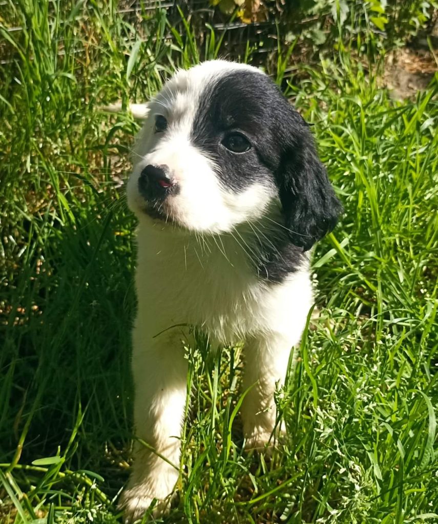 cuccioli abbandonati