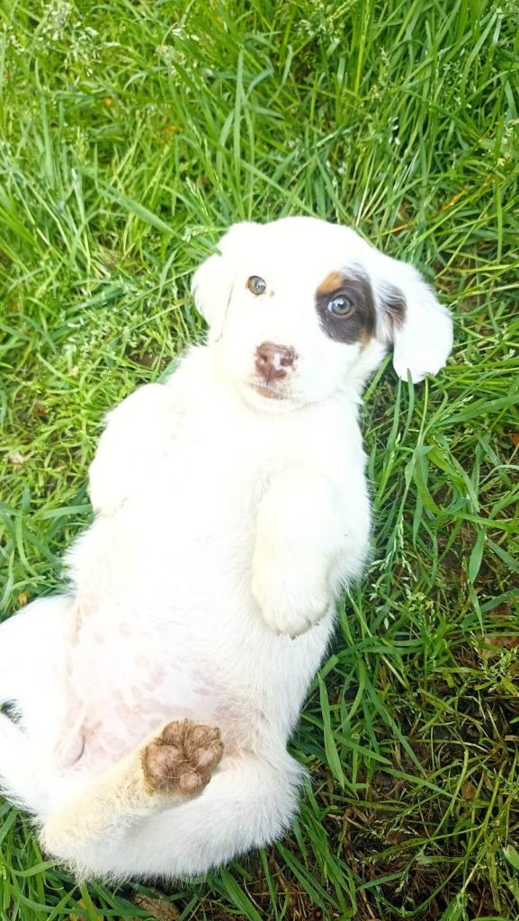 cuccioli abbandonati