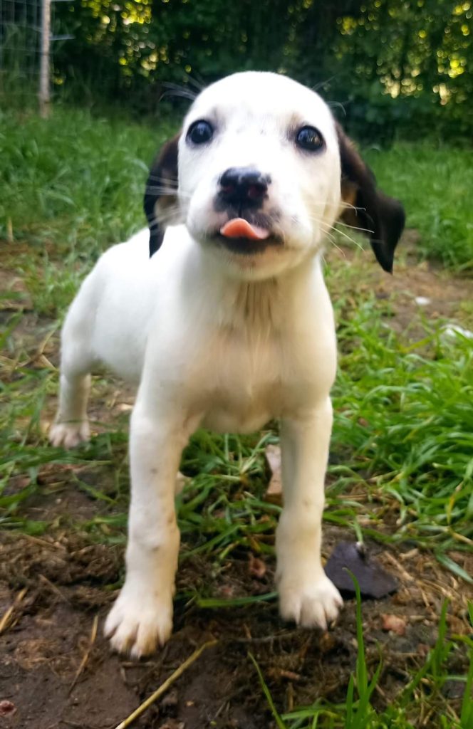 cuccioli abbandonati