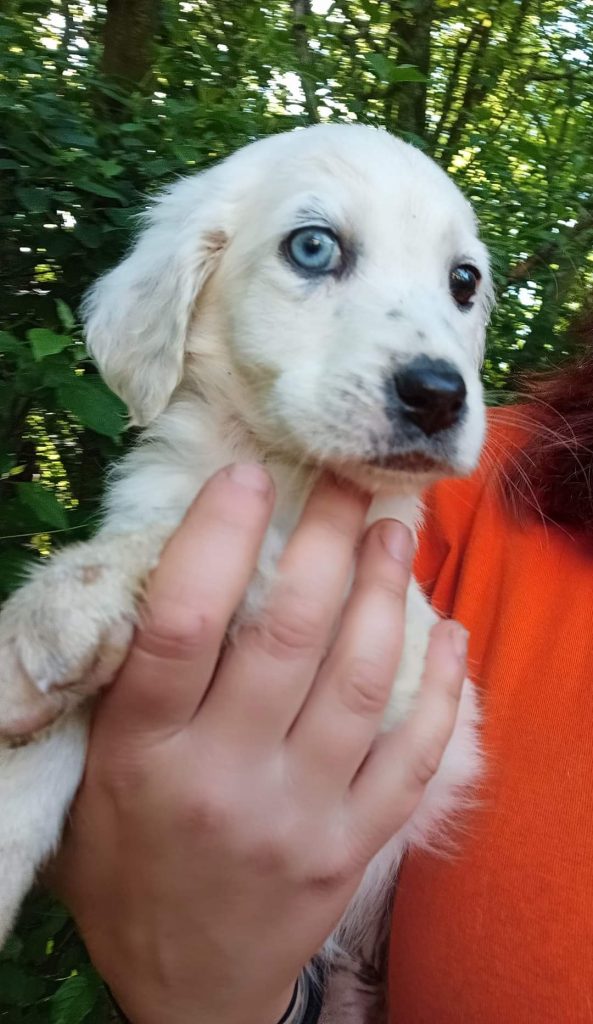 cani abbandonati