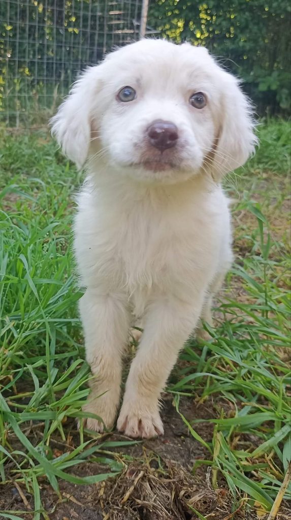 cani abbandonati