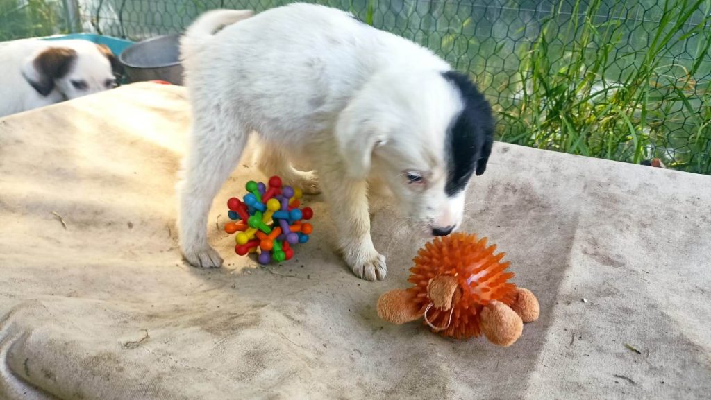 cani abbandonati