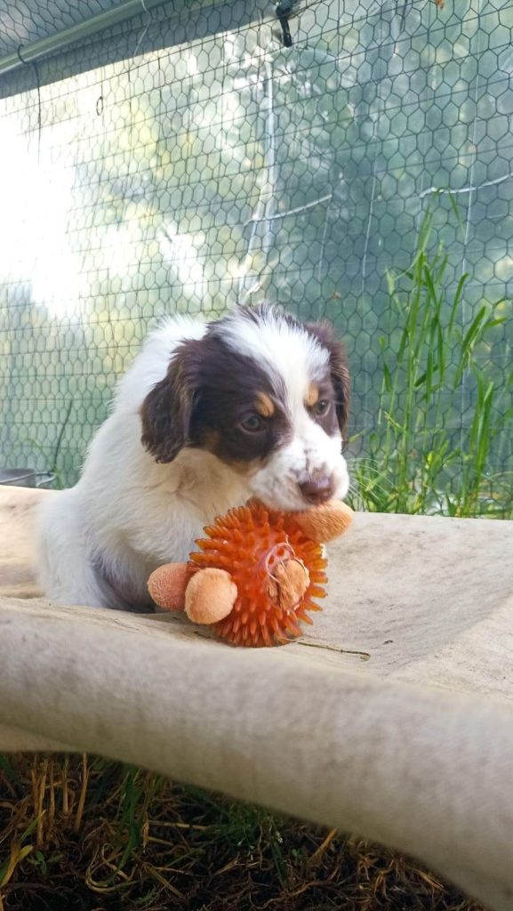 cuccioli abbandonati