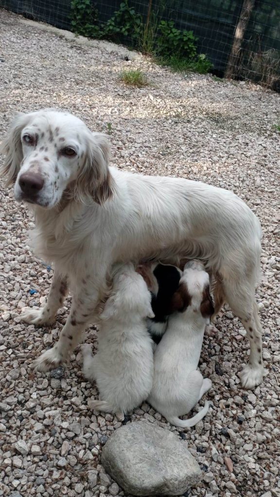 cuccioli abbandonati
