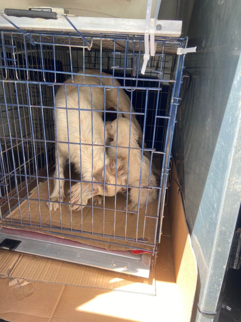 cuccioli abbandonati