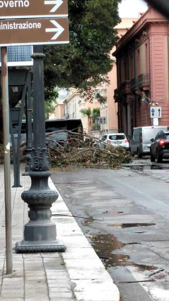 lungomare albero caduto maltempo
