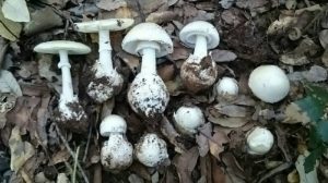 Amanita verna funghi velenosi