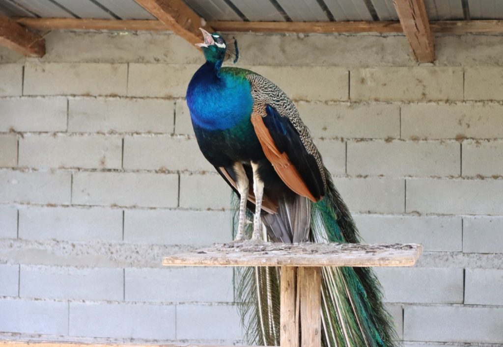 British School Fattoria Sociale Catona