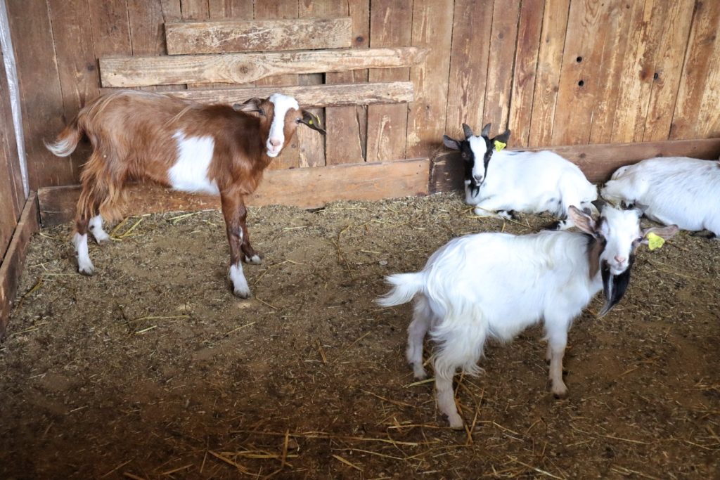 British School Fattoria Sociale Catona