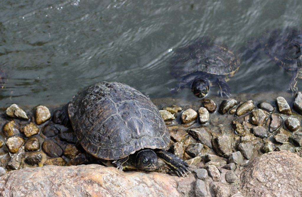 British School Fattoria Sociale Catona