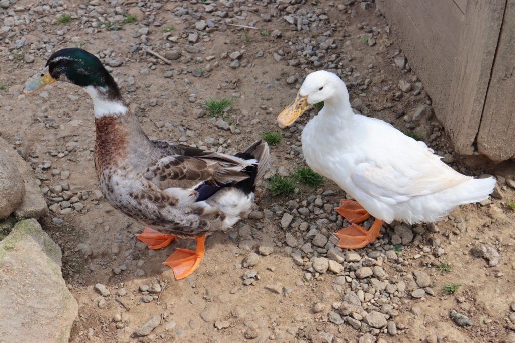 British School Fattoria Sociale Catona