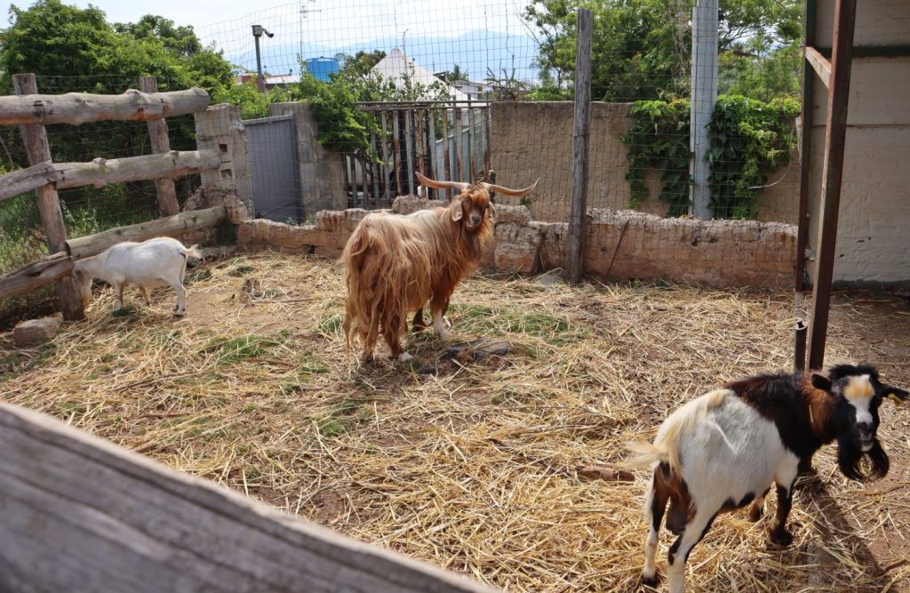 British School Fattoria Sociale Catona