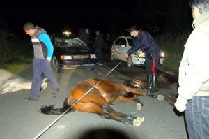 cavallo abbattuto