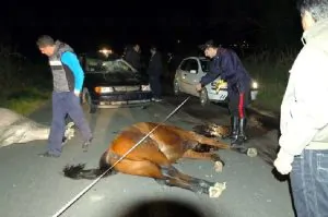 cavallo abbattuto