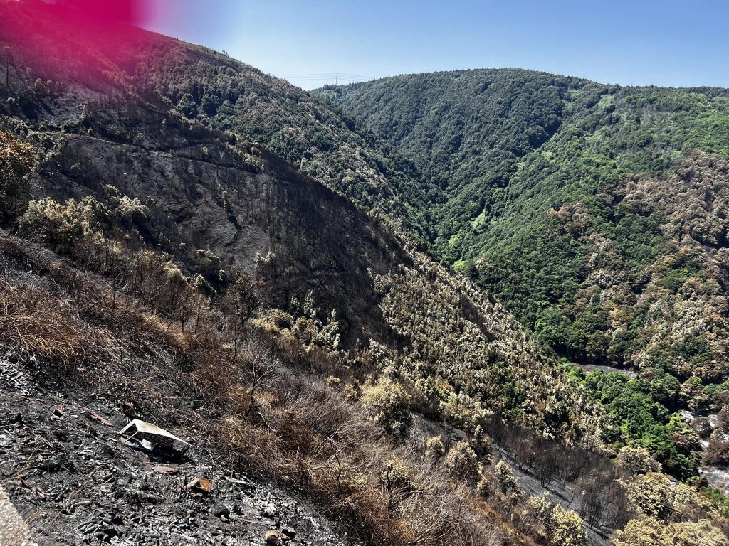 Incendio aspromonte