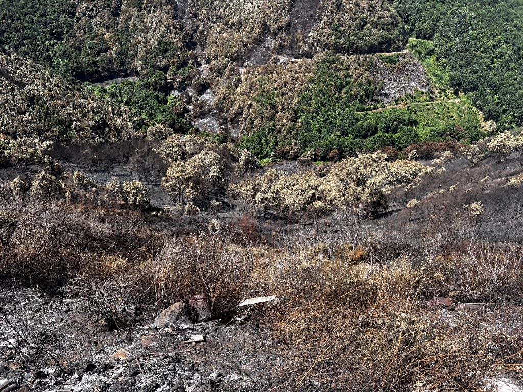 Incendio aspromonte