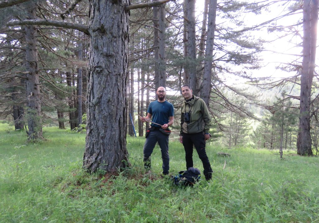 Studio-Processionaria-Pino-Sila