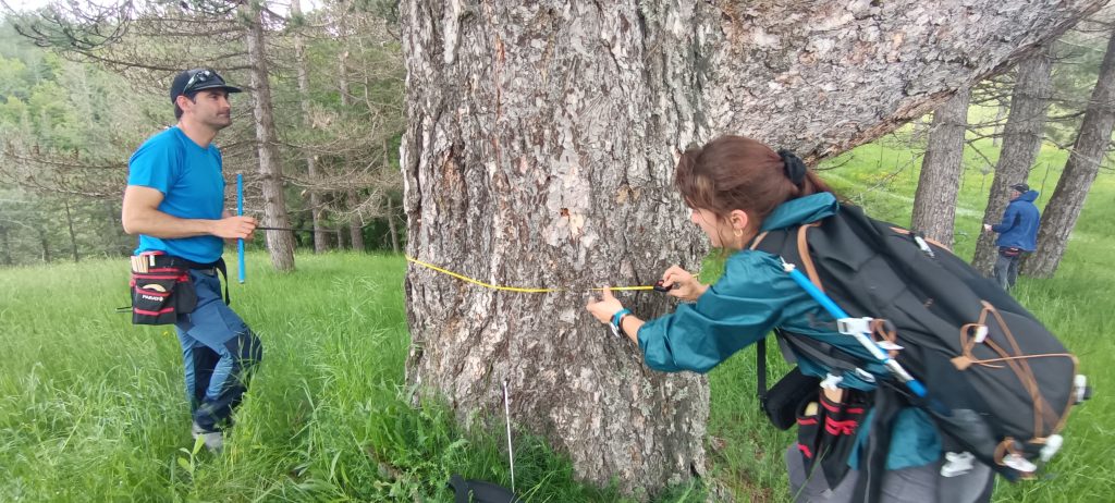 Studio-Processionaria-Pino-Sila