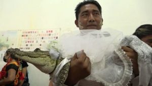 messico sindaco sposa coccodrillo