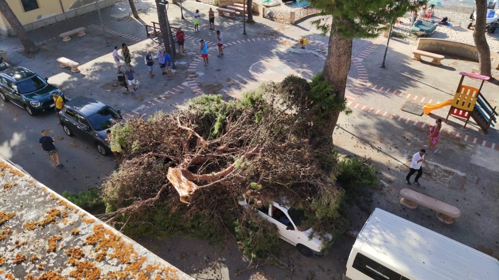 albero caduto cannitello