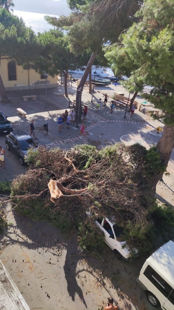 albero caduto cannitello