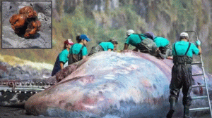 balena morta ambra