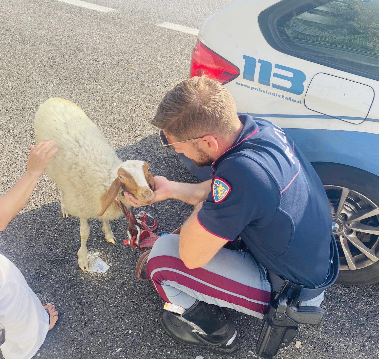 capra polizia stradale Reggio Calabria