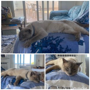 gatto trovato a saline