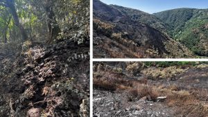 Incendio aspromonte