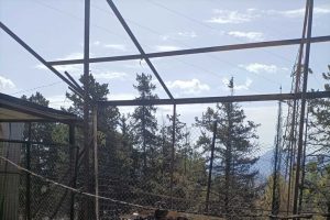 rifugio animali incendio palermo
