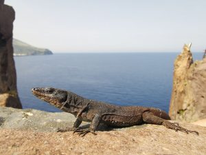 rarissima lucertola delle Eolie