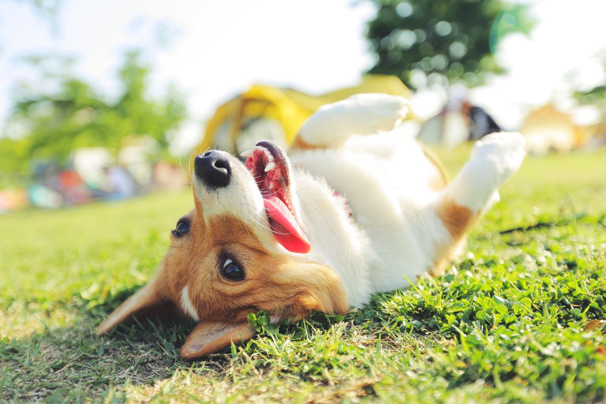 giornata del cane