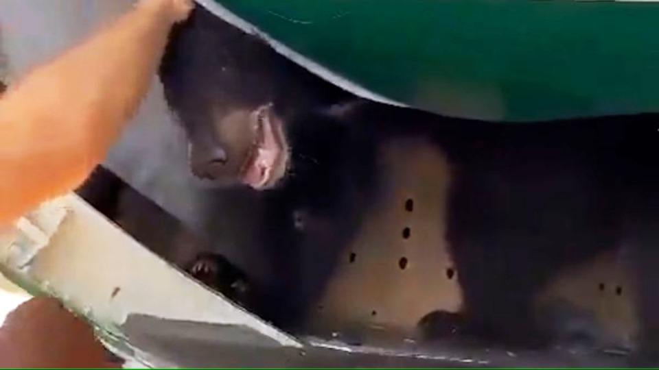 orso fugge da gabbia in aereo