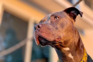 pitbull