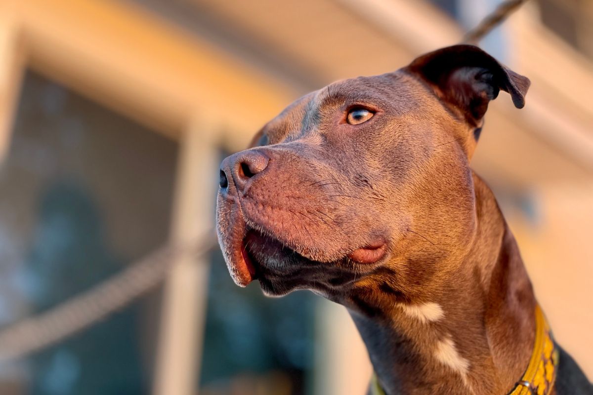 pitbull