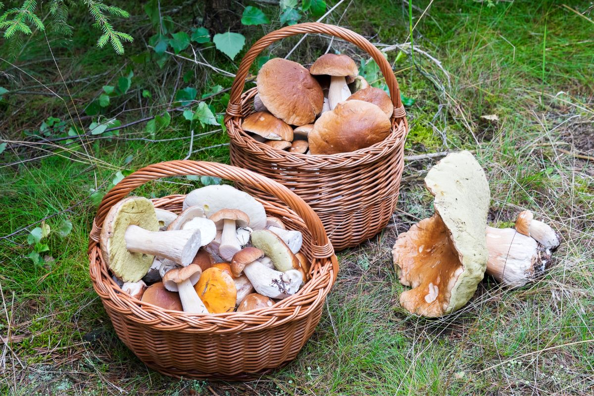 cesto funghi