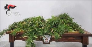 piante sequestrate caronia
