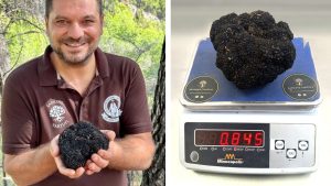 tartufo nero
