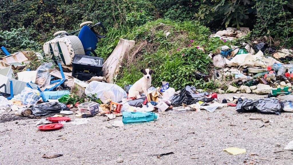 cagnolino tra i rifiuti